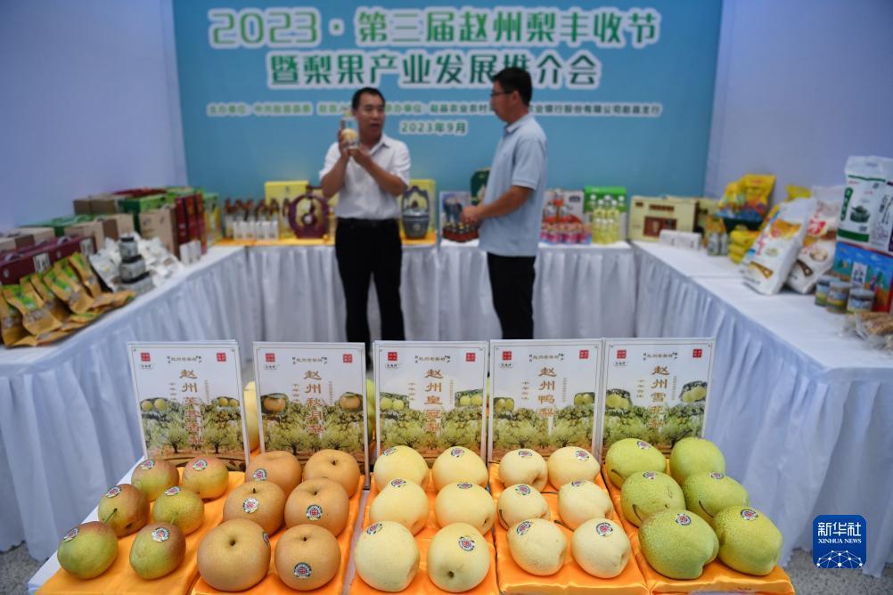 皇冠菠菜公司